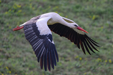 White Stork flying