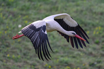 White Stork flying