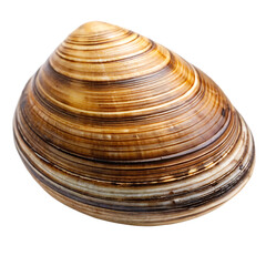 asari clams isolated on white background PNG, AI GENERATED