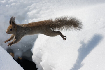 Ezo Squirrel Running on Snow in Hokkaido, Japan
