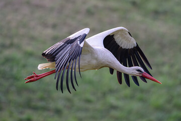 White Stork flying