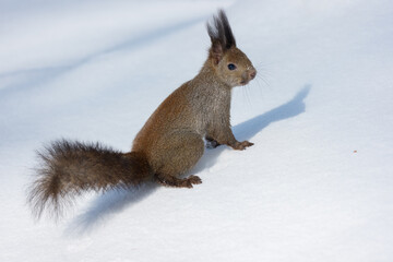 Ezo Squirrel Running on Snow in Hokkaido, Japan