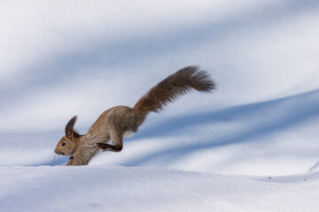 Ezo Squirrel Running on Snow in Hokkaido, Japan