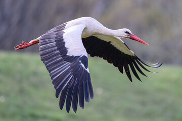 White Stork flying