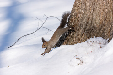 Ezo Squirrel Running on Snow in Hokkaido, Japan
