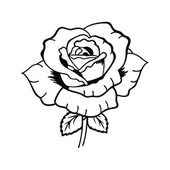 rose vector illustration