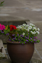 Vibrant red, white, and purple flowers overflow from a rustic pot. A charming, colorful display, enhancing any outdoor space.