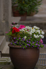 Vibrant red, white, and purple flowers overflow from a rustic pot. A charming, colorful display, enhancing any outdoor space.