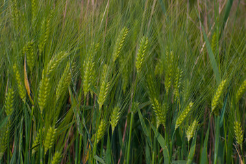 Lush green fields stretch under bright sunlight, showcasing neat rows of crops. A fresh, fertile...
