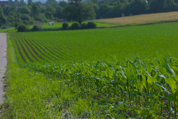 Lush green fields stretch under bright sunlight, showcasing neat rows of crops. A fresh, fertile...
