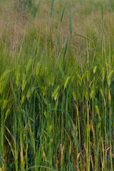 Lush green fields stretch under bright sunlight, showcasing neat rows of crops. A fresh, fertile agricultural landscape.