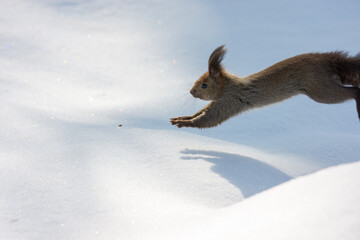 Ezo Squirrel Running on Snow in Hokkaido, Japan