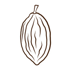 Cacao fruit sketch. Hand drawn ink line art cacao bean plant on isolated background. Design for card, logo, label, print, paper, template. Food, chocolate, spa ingredient. Vector illustration close-up