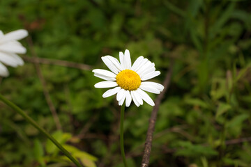 Close up of wild oxeye daisy (Leucanthemum vulgare) blooming against a natural background of lush green grass
