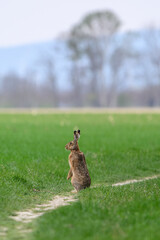 Hare Standing Alone on Country Trail Facing Forested Horizon
