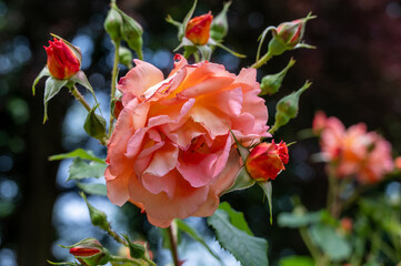 Die Rosen bl&uuml;hen gerade auf