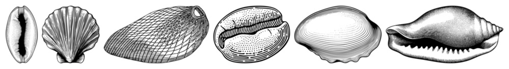 Vector Detailed illustrations of six diverse marine bivalve shells are presented.