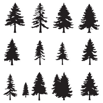 Forest trees set. Isolated vector silhouette. Coniferous forest. Christmas tree, fir-tree, pine, pine-tree, Scotch fir, cedar