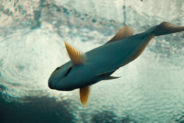 Tropical Fish Swimming in Aquarium – Underwater View