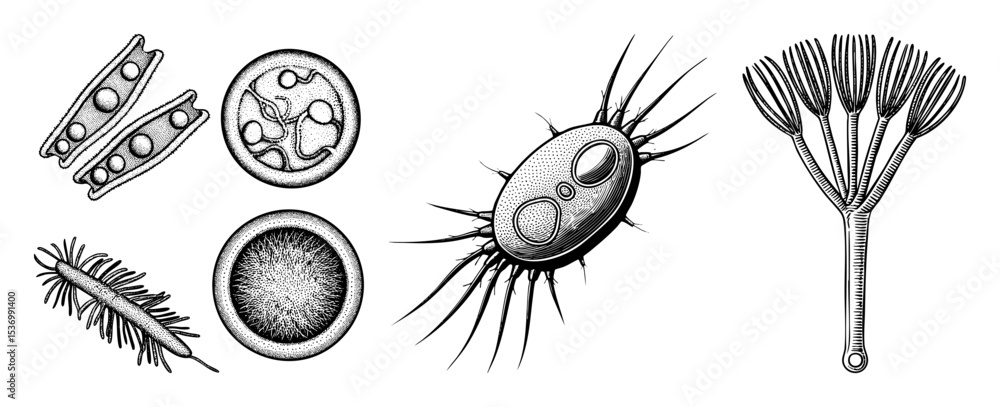 Poster vector detailed illustrations of various microscopic organisms and cellular structures.