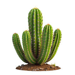 Green Cactus Plant with Sharp Spines Isolated on White Background – Succulent Desert Plant PNG