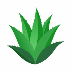Aloe Socotrine: Herb Icon

