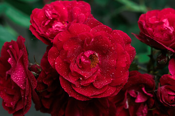 Macro image of dark red rose with water droplets. Extreme close-up with shallow dof.