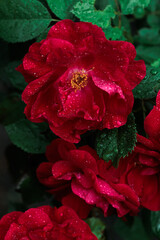 Macro image of dark red rose with water droplets. Extreme close-up with shallow dof.