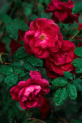 Macro image of dark red rose with water droplets. Extreme close-up with shallow dof.
