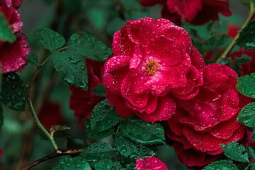 Macro image of dark red rose with water droplets. Extreme close-up with shallow dof.