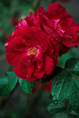 Macro image of dark red rose with water droplets. Extreme close-up with shallow dof.