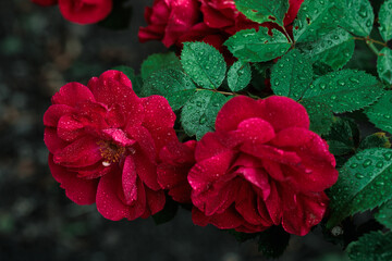 Macro image of dark red rose with water droplets. Extreme close-up with shallow dof.