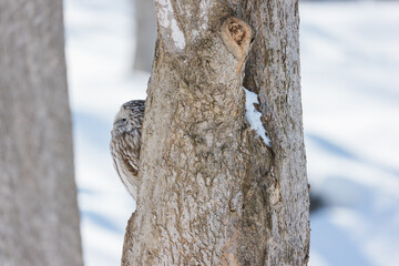 Ural Owl Sleeping in Tree Hollow in Hokkaido, Japan