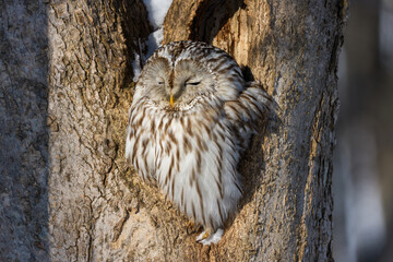 Ural Owl Sleeping in Tree Hollow in Hokkaido, Japan