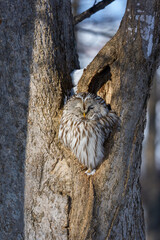 Ural Owl Sleeping in Tree Hollow in Hokkaido, Japan