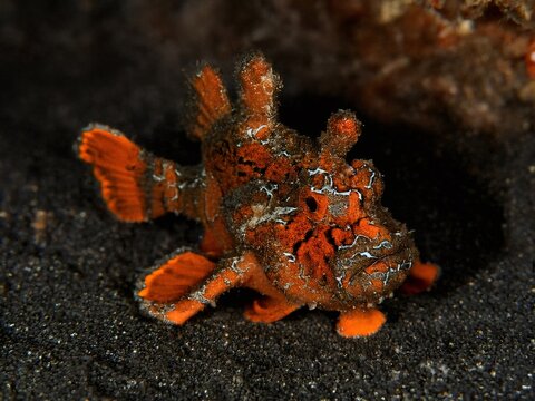 Orange frogfish resting on black sand