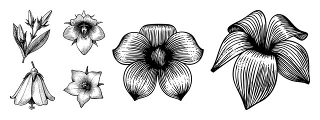 Vector Detailed botanical illustrations showcase a variety of stylized flower forms.