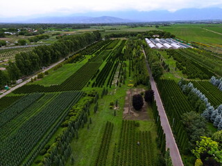 A large field with seedlings of various trees. Plant nursery. Tree sapling