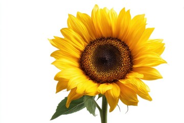Fototapeta premium Sunflower bloom against a clean backdrop for gardening aficionados and nature lovers
