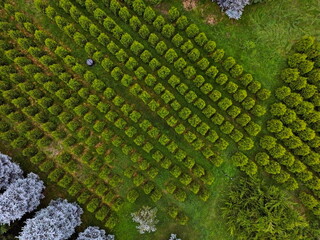 A large field with seedlings of various trees. Plant nursery. Tree sapling