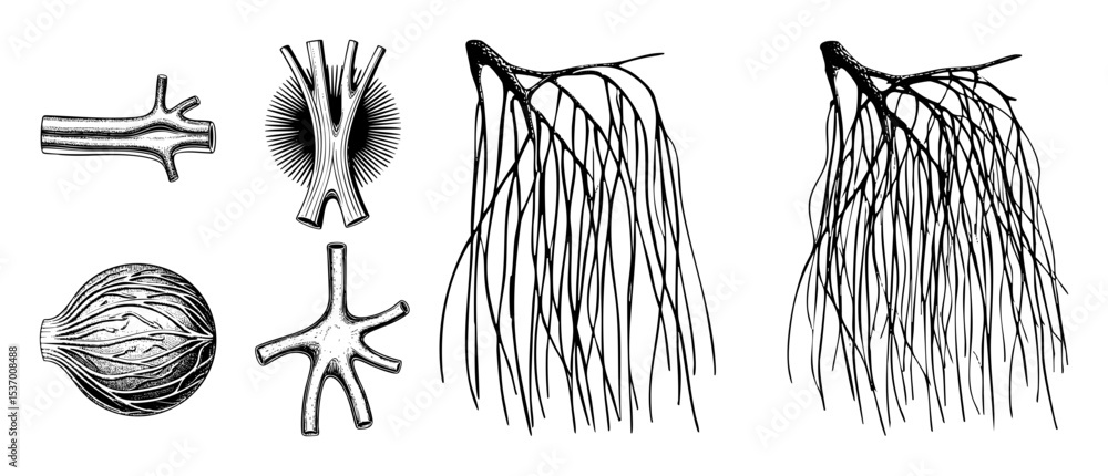 Poster vector botanical root system illustrations depict branching structures and cross-sections.