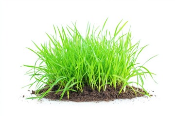 Fresh Green Grass Growing in Healthy Soil Isolated on a White Background, Symbolizing Nature, Growth, and Environmental Sustainability