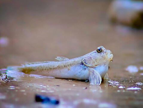 Mudfish resting on shallows