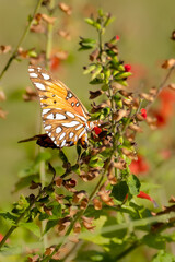 Gulf Fritillary in the garden under morning sun