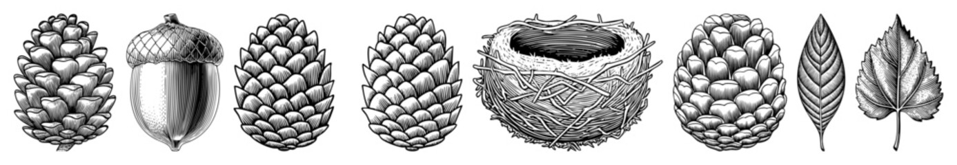 Vector Detailed botanical illustrations showcase pinecones acorns and foliage in a vintage engraving style.