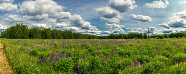 Beautiful natural scenic panorama green field of grass and lupines flowers into and blue sky with clouds on horizon. Perfect green grass and road on summer sunny day.