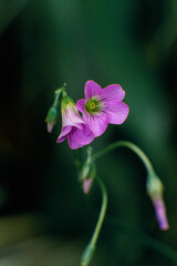 purple flower in the garden