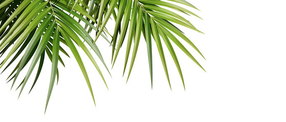 palm tree isolated on white