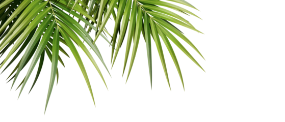 palm tree isolated on white