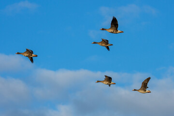 Greater White-fronted Geese Flying in Formation over Miyajima Marsh, Hokkaido, Japan